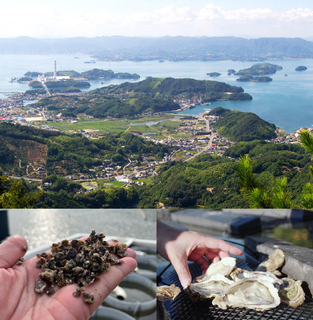 High quality and delicious oysters grown in the blessed natural environment of Hiroshima.