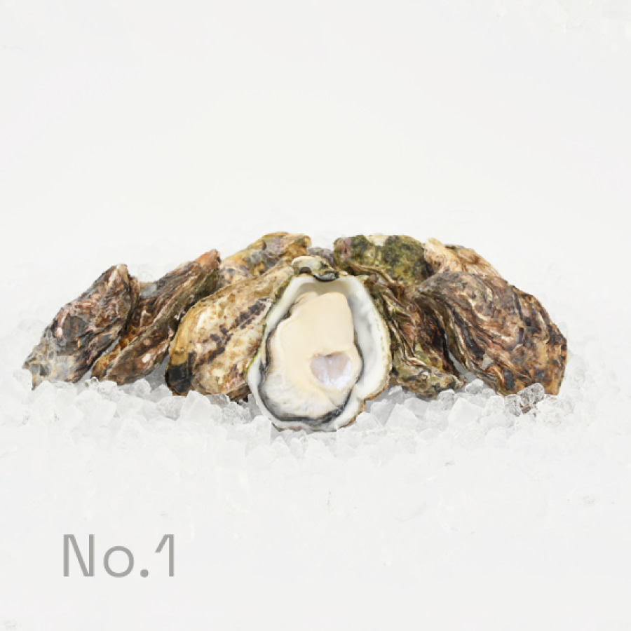 Oysters with shell