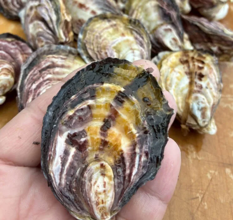 Single-Seed Oyster Farming